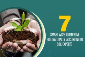 7 Smart Way to Improve Soil Naturally, According to Soil Experts 