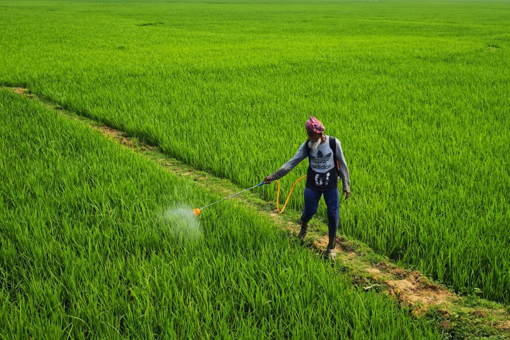 free-photo-of-photo-of-a-man-watering-a-rice-field