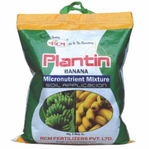 Plantin Banana